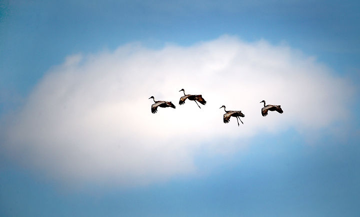 Sandhill Cranes